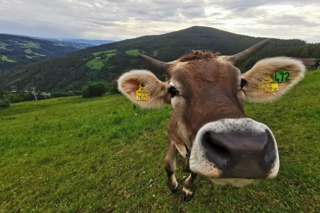 Alpengasthof Fernblick Mönichkirchen Kültér fotó